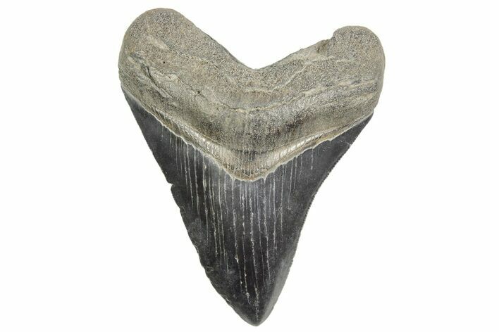 Serrated, Fossil Megalodon Tooth - South Carolina #365764